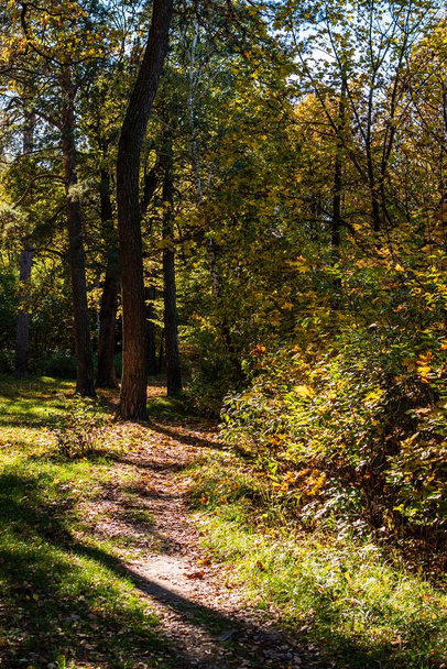 A beautiful view of a narrow path in the colorful autumnal forest in Gomel - 写真・画像