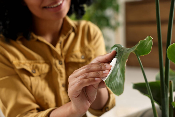 Closeup of woman wiping beautiful houseplant leaf with cotton pad indoors - Foto, afbeelding