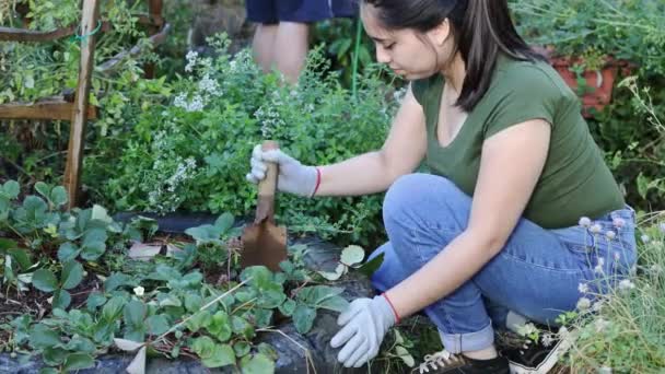 有機栽培の庭で庭のスペードのシャベルで働いている若いラテンの農家の女性。4kビデオ - 映像、動画