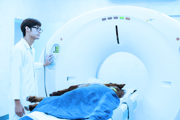 Veterinarian doctor working in MRI scanner room - Фото, зображення