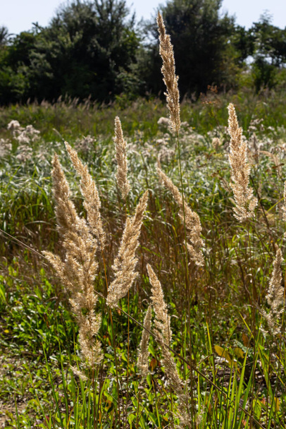 Calamagrostis epigejos is a perennial herbaceous plant of the slender leg family with a long creeping rhizome. Autumn plants with seeds. Medicinal plants. - Photo, Image