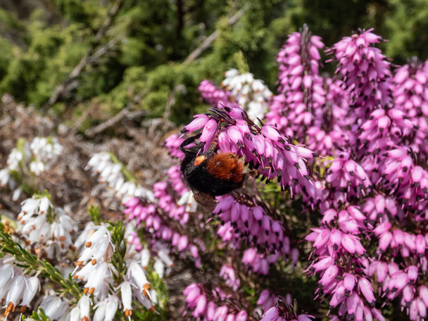 Macro shot of the Red-tailed bumblebee (Bombus lapidarius) on the Heather (Erica carnea)'Alan Coates'with spikes of small, tubular rose pink flowers - Фото, зображення