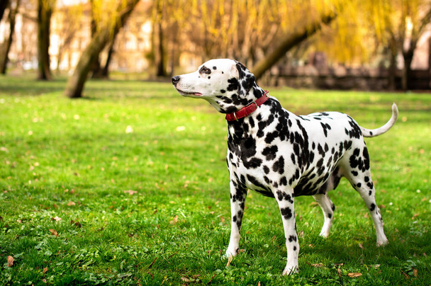 Красивая далматинская собака стоит боком на зеленой лужайке на фоне весеннего парка. Собаке восемь лет, она осторожно смотрит в сторону. Фотография размыта.. - Фото, изображение