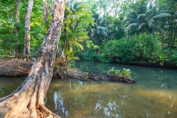 Beautiful tropical landscapes -river in jungle - Zdjęcie, obraz