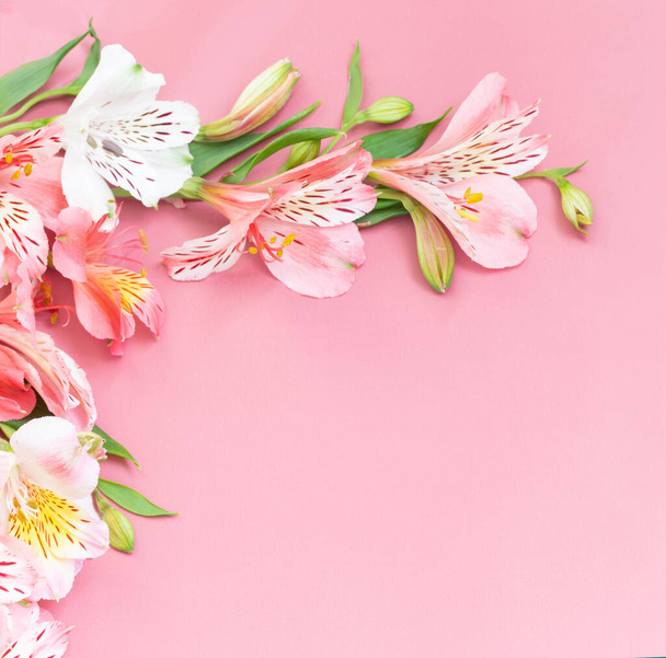 alstroemeria flowers on pink background - Фото, изображение