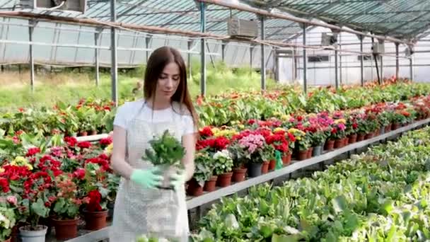 Vrouwelijke tuinman in schort verzorgende potplant in kas omgeven door planten en potten. Huis tuinieren, liefde voor planten en zorg. Kleine bedrijven. - Video