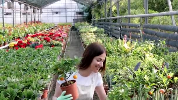 Vrouw houdt een pot bloemen in haar handen, groeiende planten te koop, plant als geschenk, bloemen in een kas, potplant. - Video