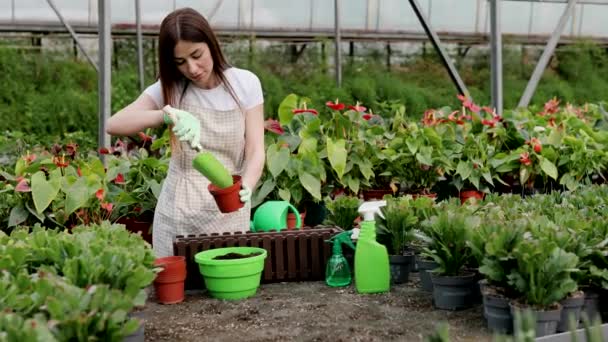 若い女性が植物を移植し、温室内の植木鉢の世話をします。植物を育てるという概念。家庭菜園、植物やケアの愛。中小企業. - 映像、動画