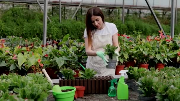 Una contadina laboriosa in una serra che tiene una scatola con vasi di fiori. Giardinaggio domestico, amore per le piante e la cura. Piccole imprese. - Filmati, video