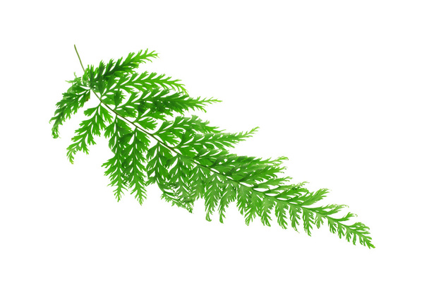 Тропический лист папоротника
 - Фото, изображение