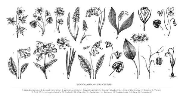 Hand drawn spring flowers vectors set. Botanical illustrations of woodland wildflowers. Cowslip, bluebell, grape hyacinth, hellebore, fritillary, and violet sketches isolated on white background.  - Vektor, Bild