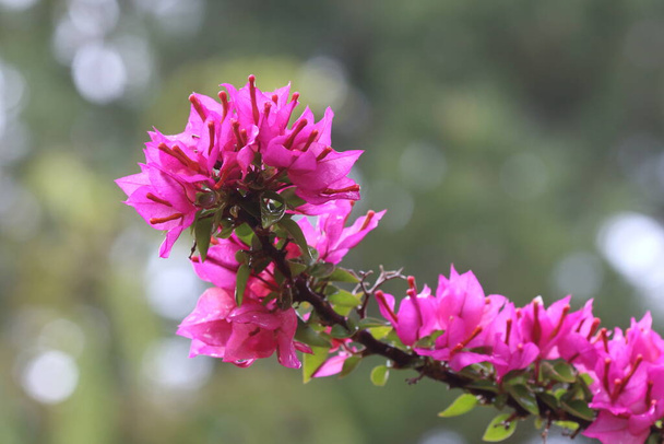 Bougainvillea es un género de plantas con flores perteneciente a la familia Nyctaginaceae.. - Foto, Imagen