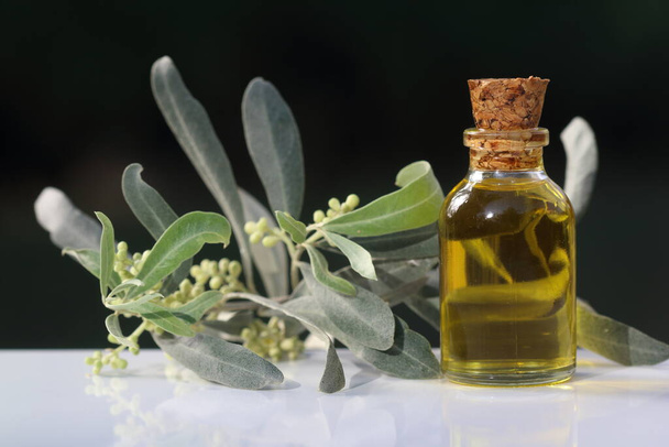 olive oil in a bottle and blooming olives branch on dark background - Valokuva, kuva