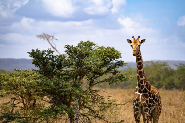 Giraffe eating acacia tree leaves in Lake Nakuru National Park, Kenya - Photo, Image