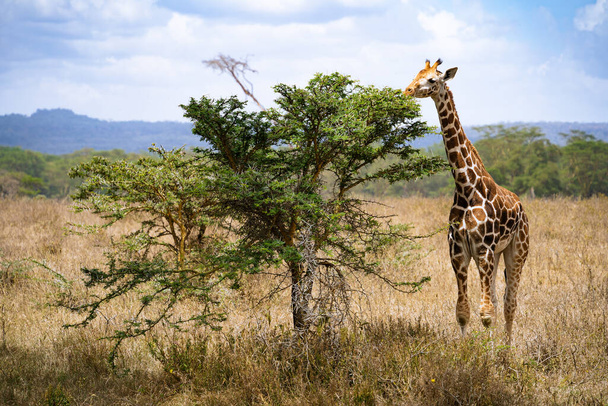 Giraffe eating acacia tree leaves in Lake Nakuru National Park, Kenya - Photo, Image