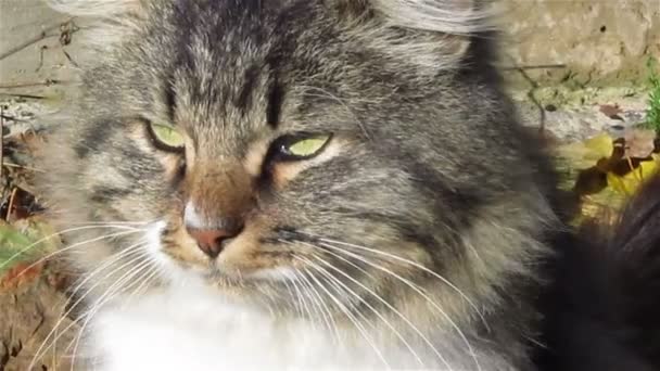 Pysk kota z bliska - Materiał filmowy, wideo