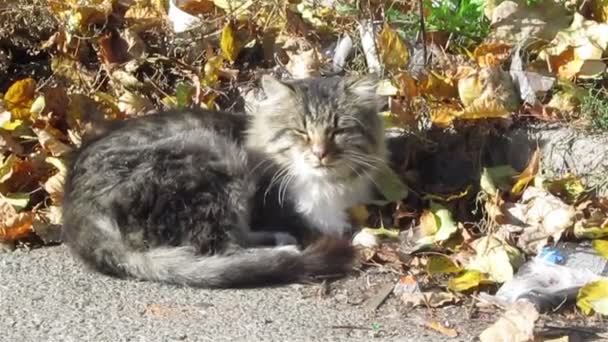 Straat kat is koesterde in de zon - Video