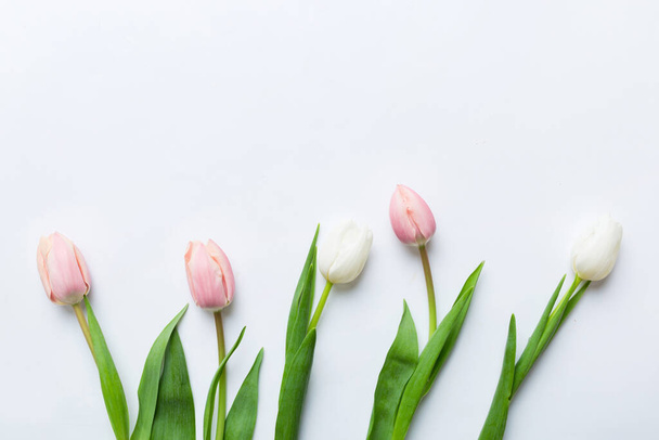 Tulipanes rosados y blancos en un marco de vacaciones de colores Fondo. Fondo floral de primavera para el 8 de marzo, cumpleaños, día de la madre. copia espacio vista superior plano lay. - Foto, imagen