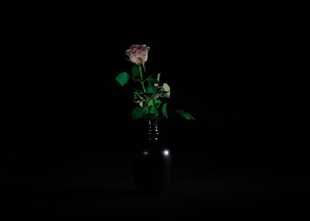A closeup shot of a beautiful rose on the black background - Photo, Image