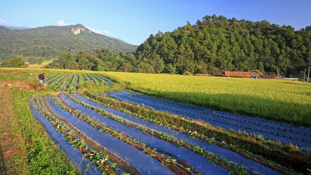 a zöldség és a rizs Chiang Mai farm mezőgazdasági termelő - Fotó, kép
