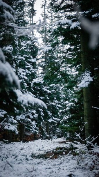 A vertical shot of fir trees covered in snow in a winter forest - Foto, Imagen