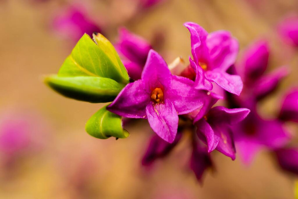 A selective focus of pink Daphne mezereum with leaves - Foto, immagini