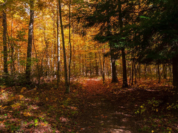 The beautiful forest trees surrounded by autumn foliage, fallen leaves in fall colors - Foto, imagen
