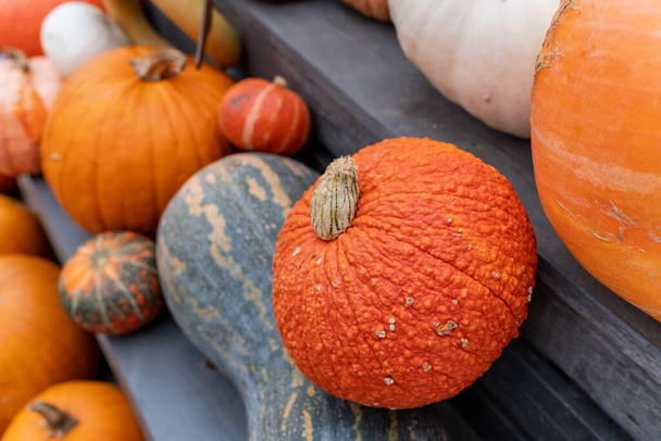 A closeup of holiday pumpkins of different sizes on the shelves - Foto, Imagem