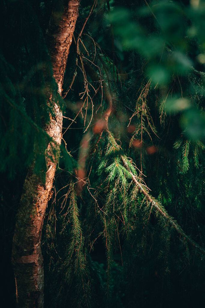 A vertical shot of pine in a dark forest - Foto, Bild