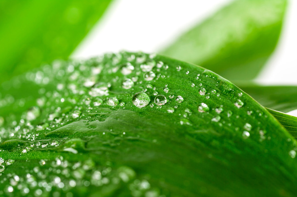 Drops on leaf - Photo, Image