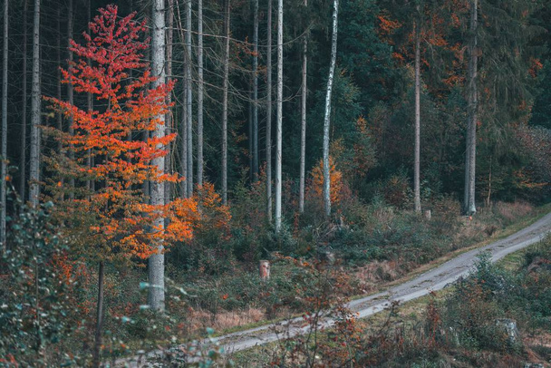 A tiny, colorful tree by the road in the fall - Fotoğraf, Görsel