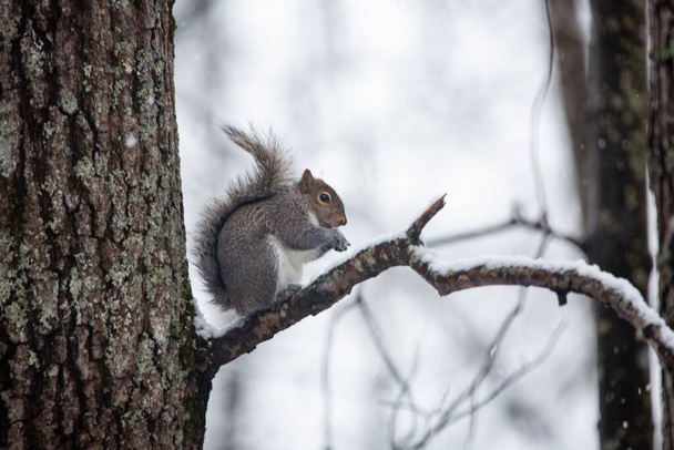 The close-up view of an Eastern gray squirrel standing on a branch of a tree on a snowy day - Photo, image