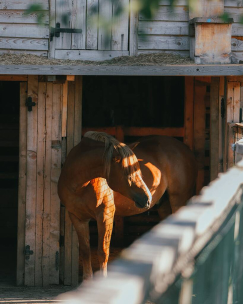 A vertical closeup of a graceful American Quarter Horse captured under sunlight in a barn, ranch - Foto, Imagen