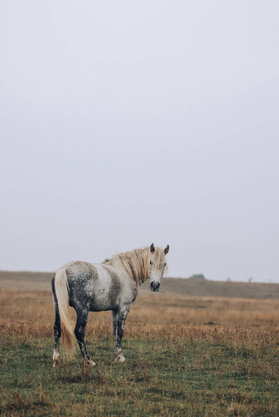 A beautiful horse in a hill - 写真・画像