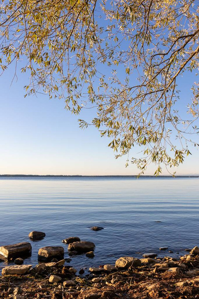 Tree branches over the calm water of the Sainte Lawrence river just after sunrise, Quebec, Canada - 写真・画像