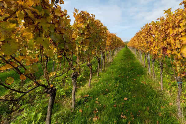 A scenic vineyard plantation with autumn foliage in fall colors - Fotó, kép
