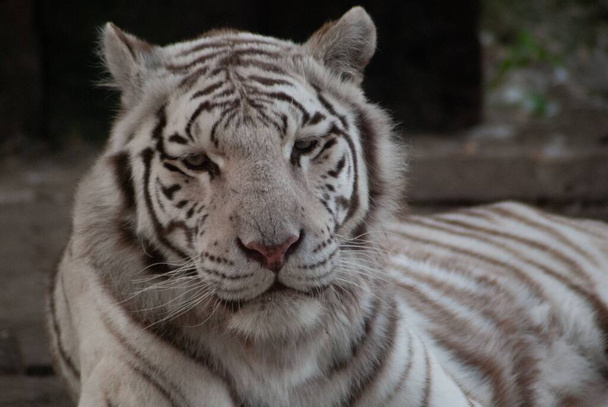 Egy közeli felvétel egy fehér bengáli tigrisről, aki a földön fekszik homályos háttérrel. - Fotó, kép
