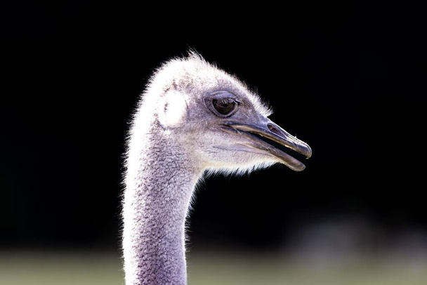 A closeup shot of a beautiful ostrich on the blurry background - Zdjęcie, obraz
