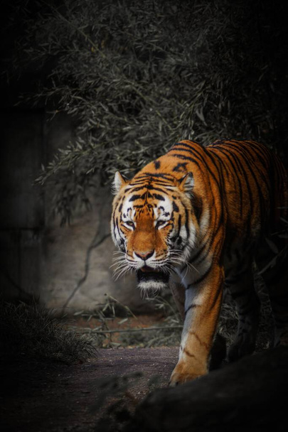 A vertical shot of an Amur tiger walking in darkness in a forest - Photo, image