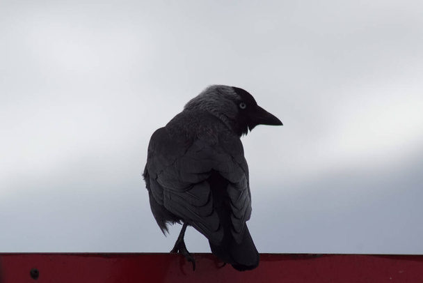 Low angle view of bird perching on roof against sky - Photo, Image