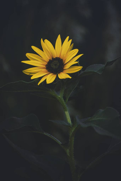A vertical shot of sunflowers blossoming in the garden - Valokuva, kuva