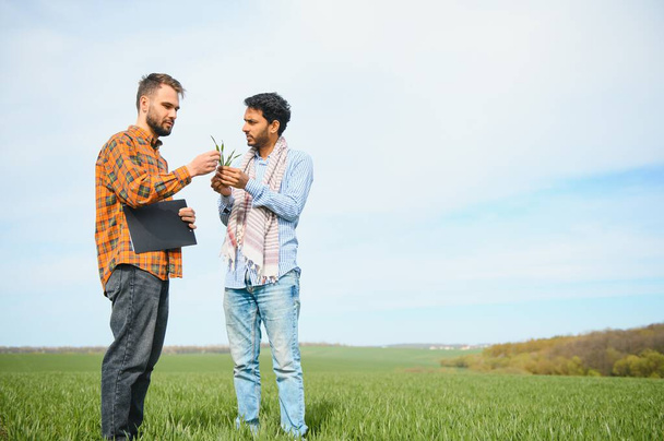 Indian and European farmers stand in a field of green wheat. - Foto, Bild