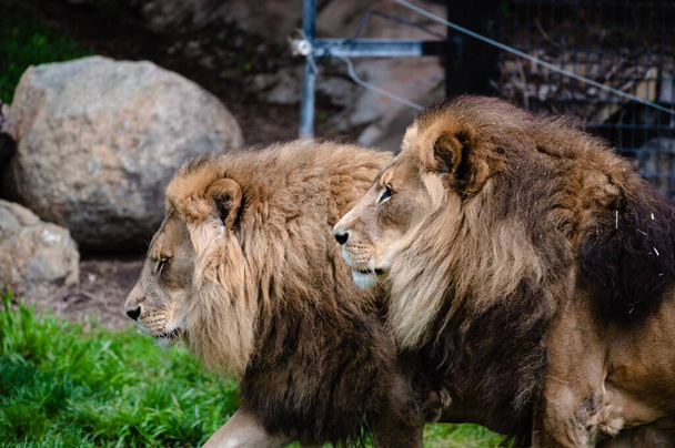 A couple of lions with rocks and green grass in the background - Fotó, kép