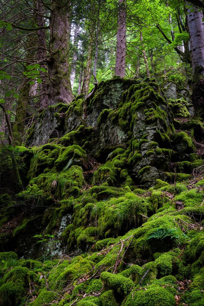 A landscape in a mossy forest - Foto, Imagem