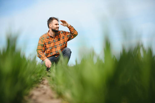 A young farmer inspects the quality of wheat sprouts in the field. The concept of agriculture. - Foto, Bild