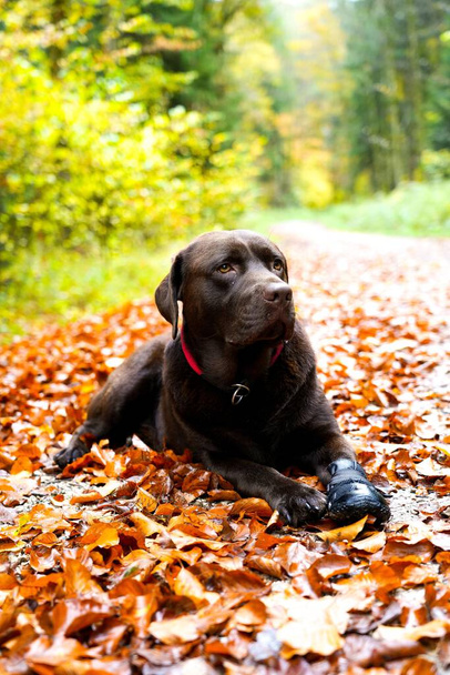 A selective focus of a cute Labrador dog on autumn leaves - Фото, зображення