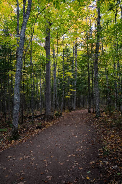 A vertical shot of pathway between green trees in autumn - Fotó, kép