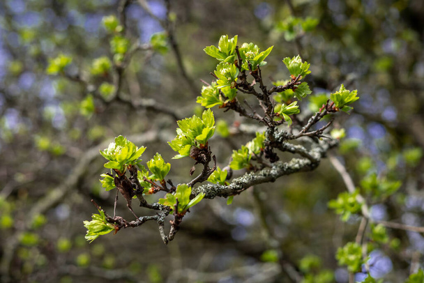 Grüne Weißdornblattknospen im Frühling, auf verschwommenem Hintergrund.  - Foto, Bild