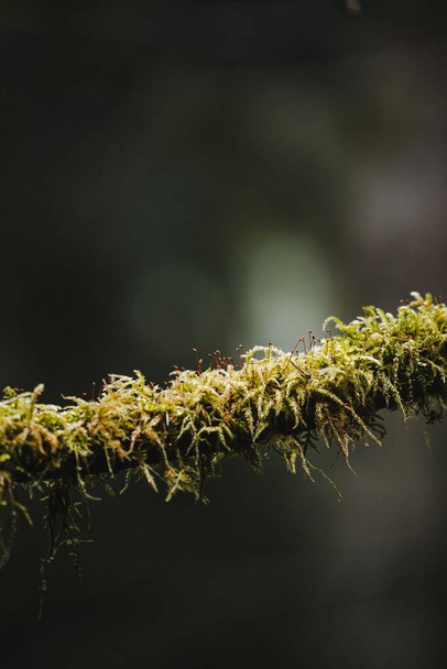 A vertical shot of a branch covered with lichen - Fotoğraf, Görsel