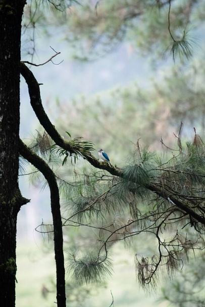 A vertical shot of a dry broken tree branch - Valokuva, kuva